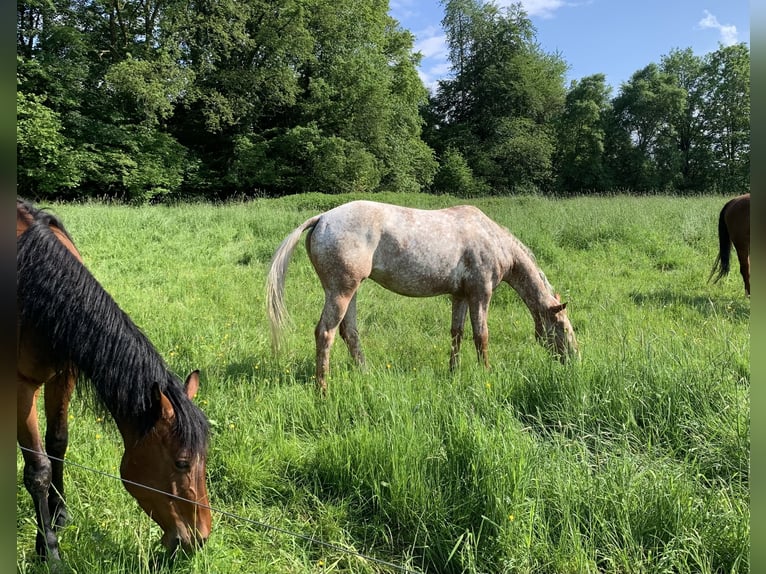 Appaloosa Merrie 6 Jaar 153 cm Vos in Enspel