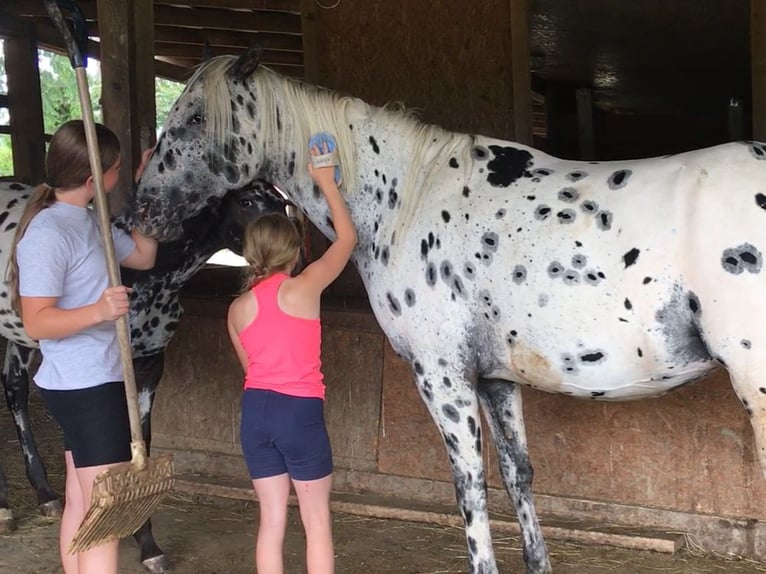 Appaloosa Merrie 6 Jaar 155 cm Appaloosa in Jestrabi
