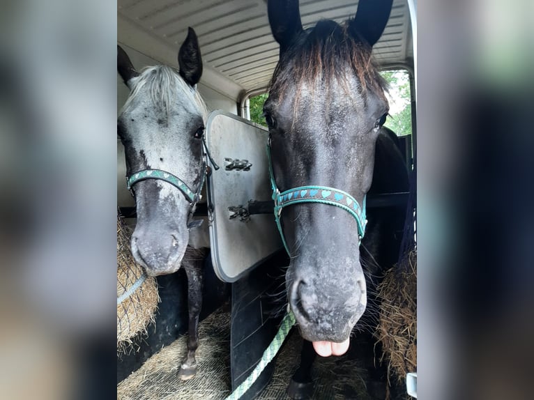 Appaloosa Merrie 6 Jaar 157 cm Zwart in Sint-Katelijne-Waver