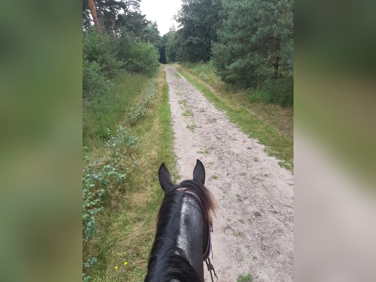 Appaloosa Merrie 6 Jaar 157 cm Zwart in Sint-Katelijne-Waver