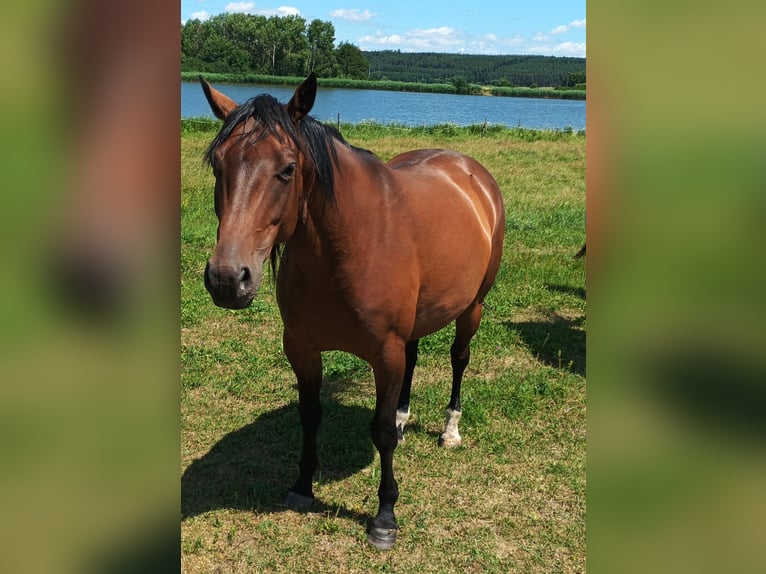 Appaloosa Merrie 6 Jaar 160 cm Bruin in Staré Sedlo