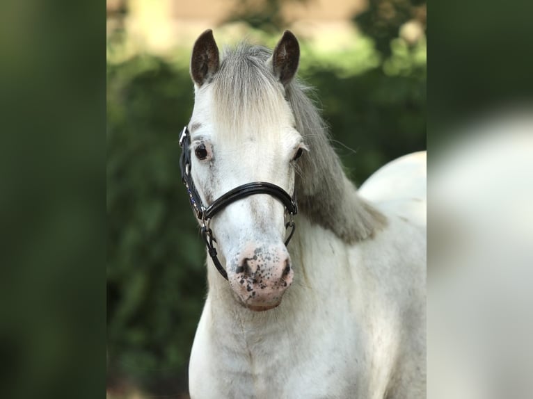 Appaloosa Merrie 7 Jaar 113 cm Appaloosa in Aalten