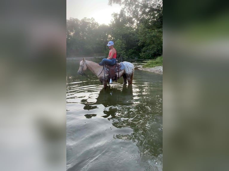 Appaloosa Merrie 7 Jaar 145 cm Palomino in Princeton MO