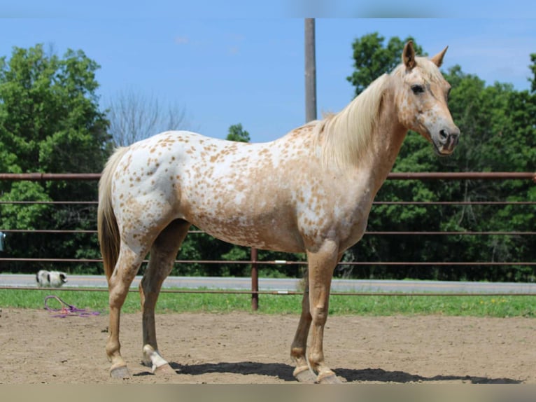 Appaloosa Merrie 7 Jaar 145 cm Palomino in Princeton MO