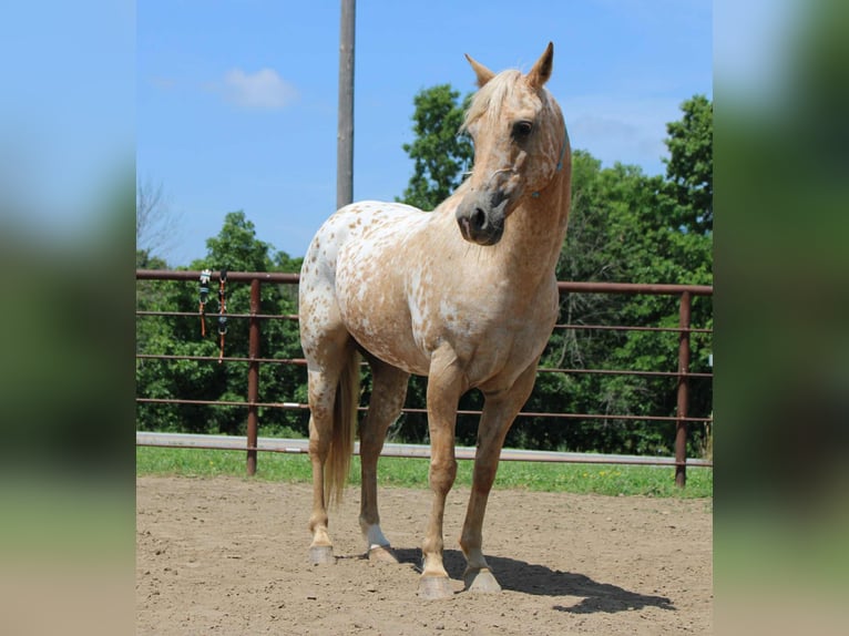 Appaloosa Merrie 7 Jaar 145 cm Palomino in Princeton MO