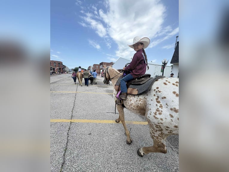 Appaloosa Merrie 7 Jaar 145 cm Palomino in Princeton MO