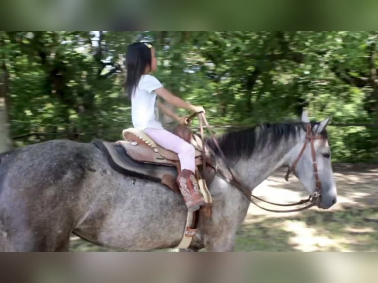 Appaloosa Merrie 7 Jaar 145 cm Palomino in Princeton MO