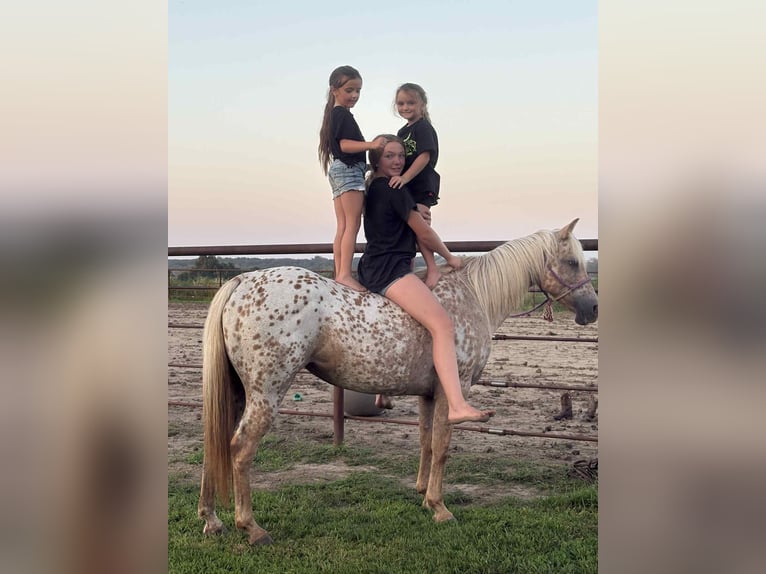 Appaloosa Merrie 7 Jaar 145 cm Palomino in Princeton MO