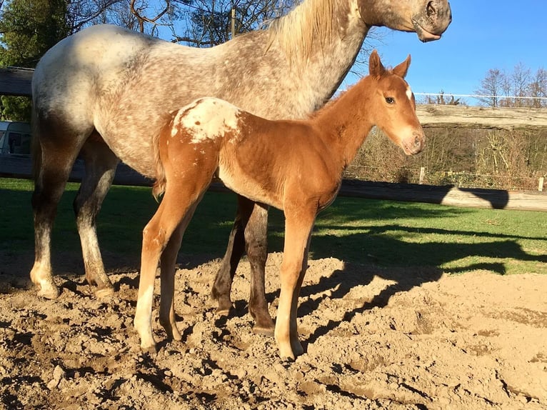 Appaloosa Merrie 7 Jaar 148 cm Appaloosa in Leer (Ostfriesland)
