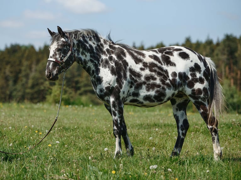Appaloosa Merrie 7 Jaar 148 cm Appaloosa in Dolní Loučky