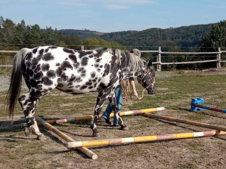 Appaloosa Merrie 7 Jaar 148 cm Appaloosa in Dolní Loučky