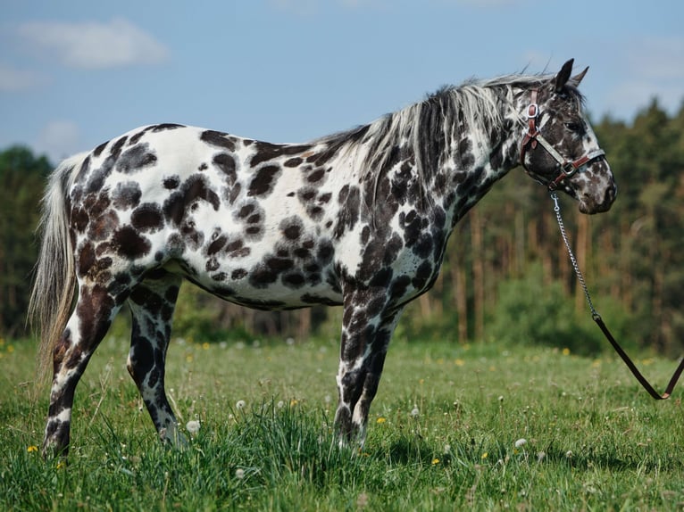 Appaloosa Merrie 7 Jaar 148 cm Appaloosa in Dolní Loučky