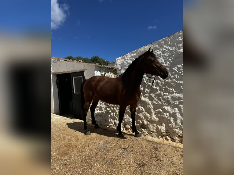 Appaloosa Mix Merrie 7 Jaar 150 cm Lichtbruin in Mesquida (Sa) (Platja)
