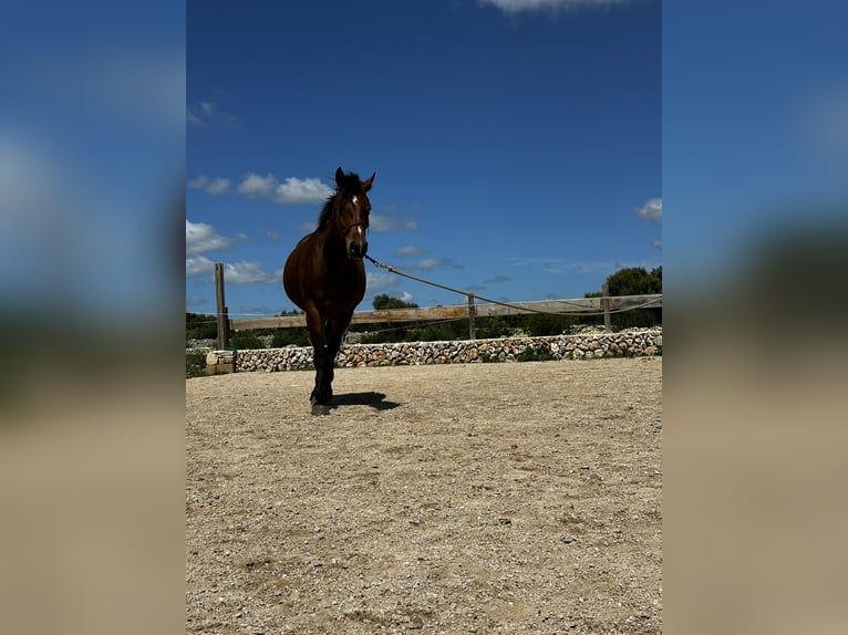 Appaloosa Mix Merrie 7 Jaar 150 cm Lichtbruin in Mesquida (Sa) (Platja)