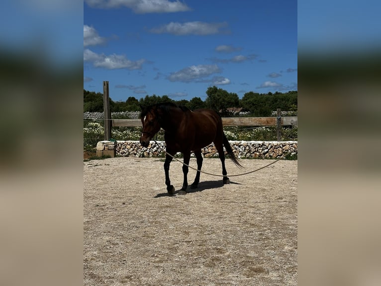Appaloosa Mix Merrie 7 Jaar 150 cm Lichtbruin in Mesquida (Sa) (Platja)
