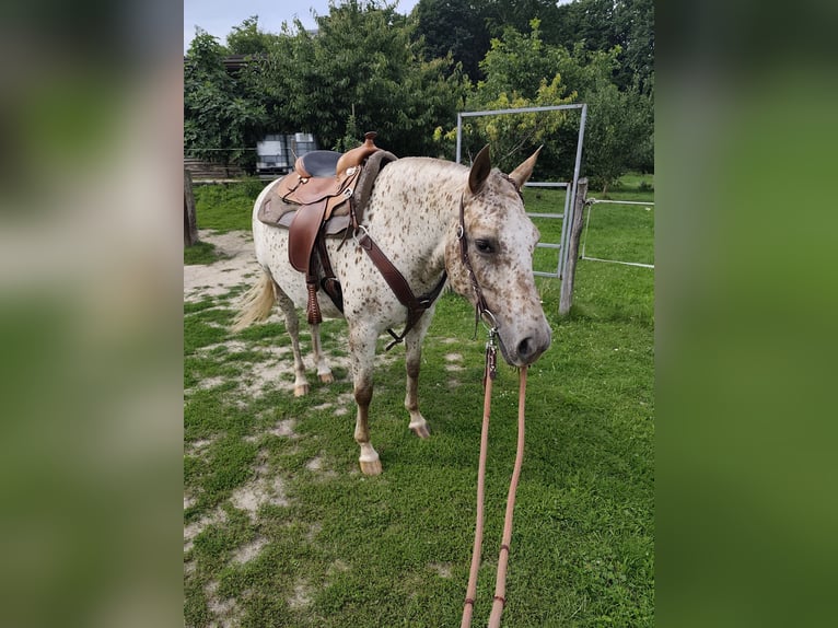 Appaloosa Merrie 7 Jaar 150 cm Wit in Doksy, Česká republika