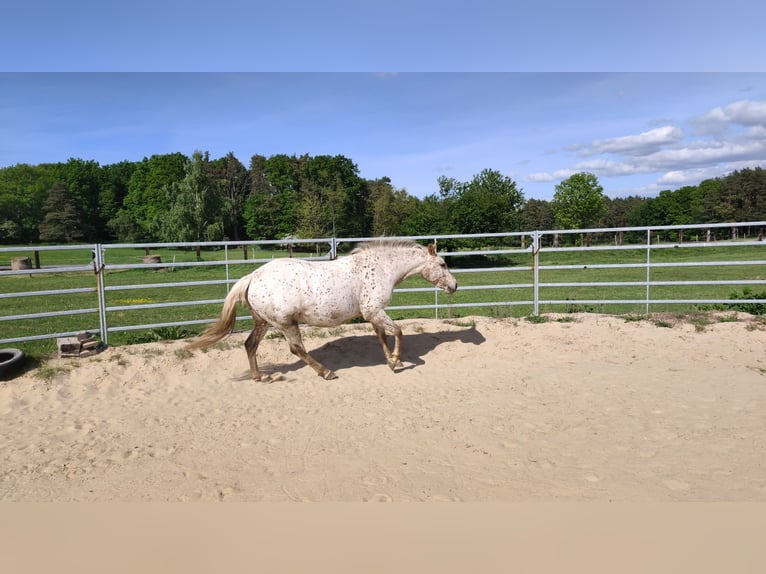Appaloosa Merrie 7 Jaar 150 cm Wit in Doksy, Česká republika