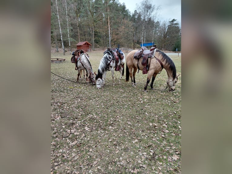 Appaloosa Merrie 7 Jaar 150 cm Wit in Doksy, Česká republika