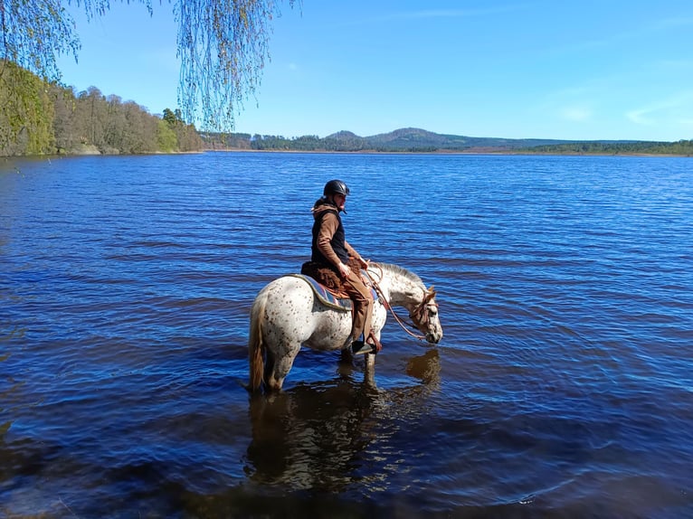 Appaloosa Merrie 7 Jaar 150 cm Wit in Doksy, Česká republika