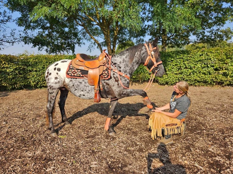 Appaloosa Merrie 7 Jaar 153 cm Appaloosa in Linkenbach