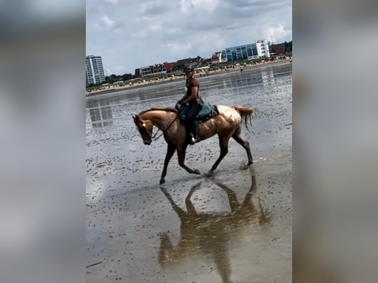 Appaloosa Merrie 7 Jaar 165 cm Roan-Red in Gro&#xDF; Ippener