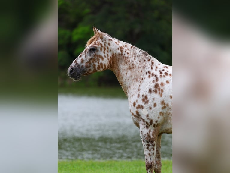 Appaloosa Merrie 7 Jaar Roodvos in Forney
