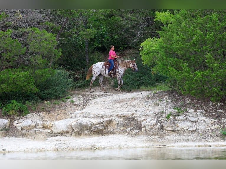 Appaloosa Merrie 7 Jaar Roodvos in Forney