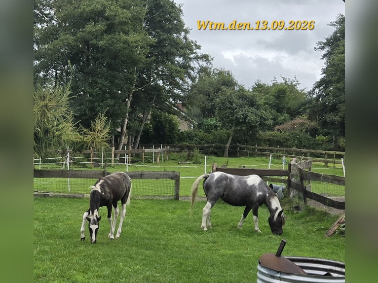 Appaloosa Mix Merrie 8 Jaar 125 cm Roan-Blue in Wittmund