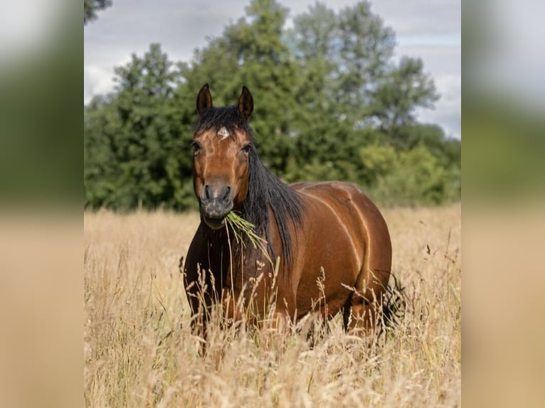 Appaloosa Merrie 8 Jaar 141 cm Bruin in Hagen im Bremischen