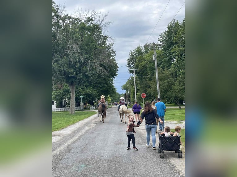 Appaloosa Merrie 8 Jaar 145 cm Palomino in Princeton MO