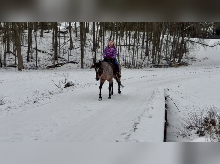 Appaloosa Merrie 8 Jaar 147 cm Roan-Bay in North Bloomfield