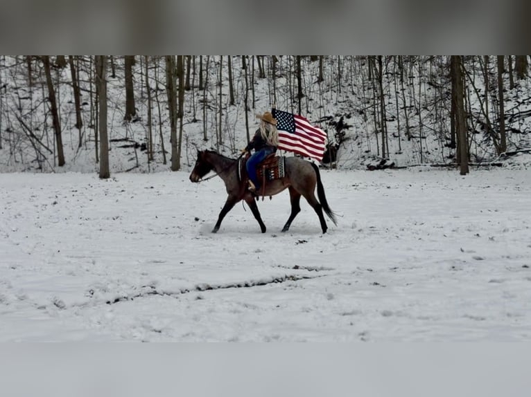 Appaloosa Merrie 8 Jaar 147 cm Roan-Bay in North Bloomfield