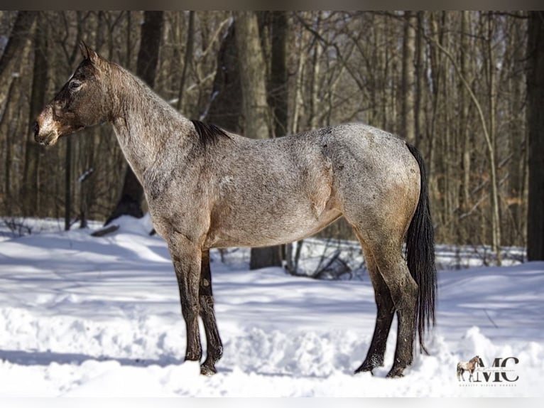 Appaloosa Merrie 8 Jaar 147 cm Roan-Bay in North Bloomfield