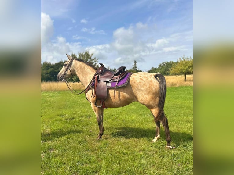 Appaloosa Merrie 8 Jaar 149 cm Buckskin in Blankenheim