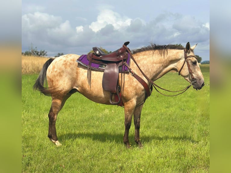 Appaloosa Merrie 8 Jaar 149 cm Buckskin in Blankenheim