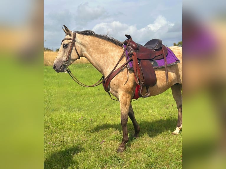 Appaloosa Merrie 8 Jaar 149 cm Buckskin in Blankenheim