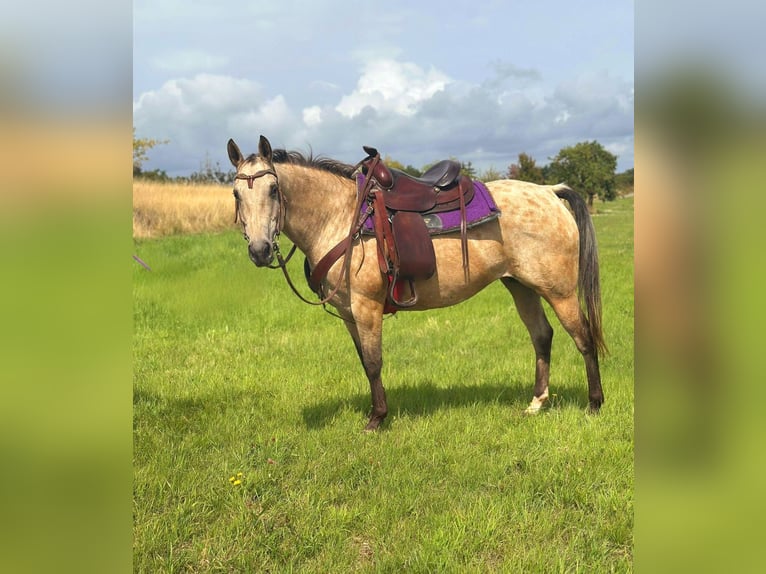 Appaloosa Merrie 8 Jaar 149 cm Buckskin in Blankenheim