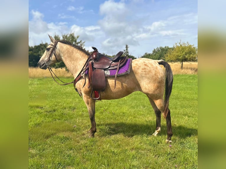Appaloosa Merrie 8 Jaar 149 cm Buckskin in Blankenheim