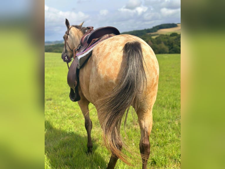 Appaloosa Merrie 8 Jaar 149 cm Buckskin in Blankenheim
