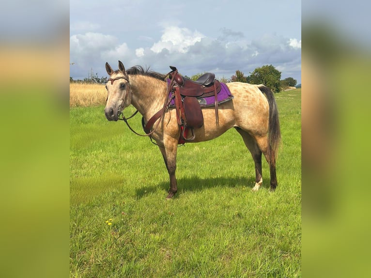Appaloosa Merrie 8 Jaar 149 cm Buckskin in Blankenheim