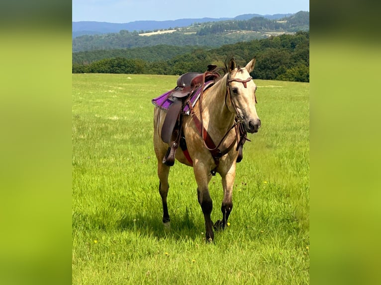 Appaloosa Merrie 8 Jaar 149 cm Buckskin in Blankenheim