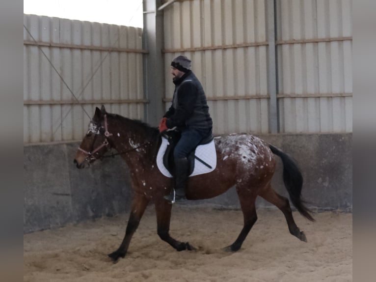 Appaloosa Merrie 8 Jaar 152 cm Appaloosa in Buttst&#xE4;dt