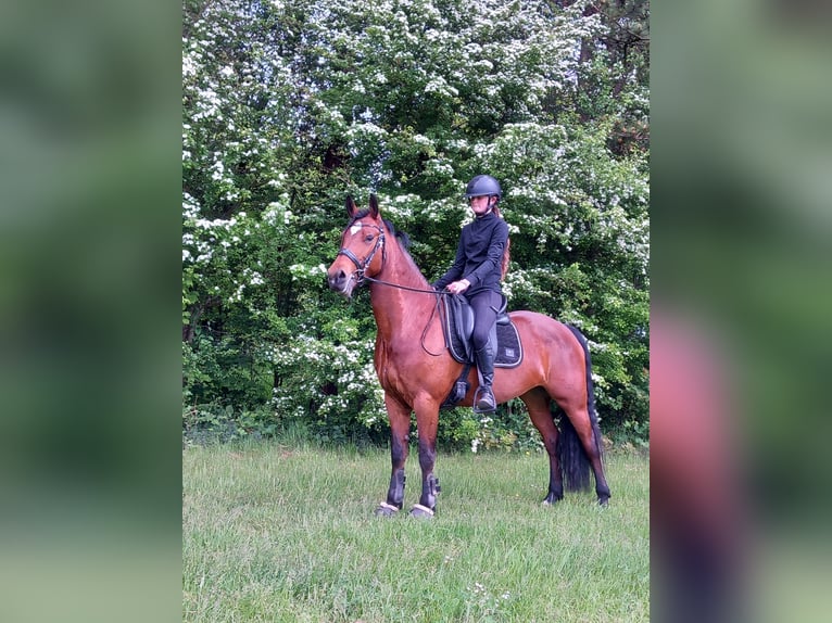 Appaloosa Mix Merrie 8 Jaar 152 cm Bruin in Koudum