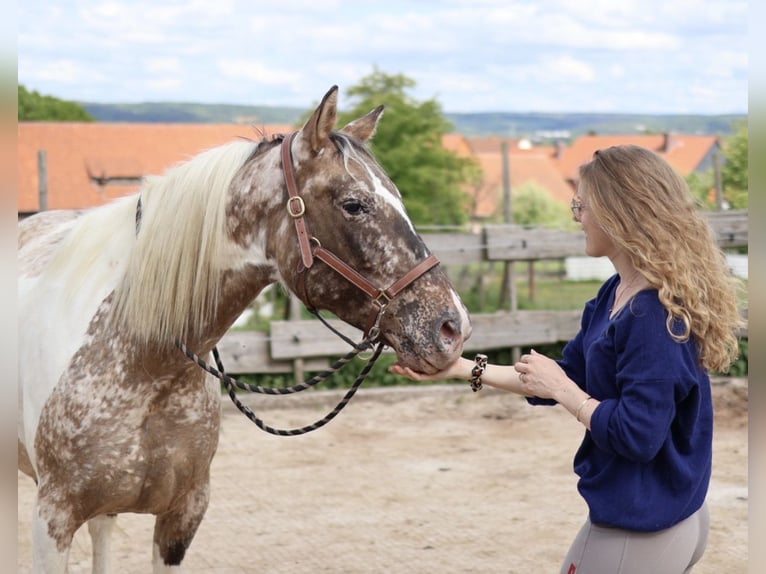 Appaloosa Mix Merrie 8 Jaar 152 cm  in Friedland
