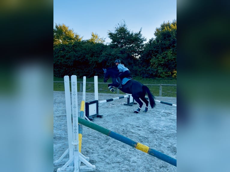 Appaloosa Mix Merrie 8 Jaar 153 cm Donkerbruin in Ziesendorf