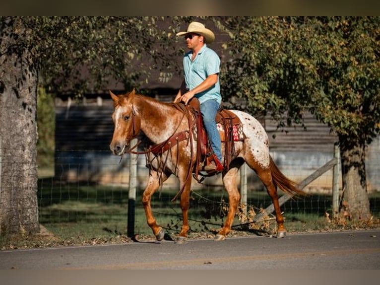 Appaloosa Merrie 8 Jaar 155 cm Donkere-vos in Santa Fe