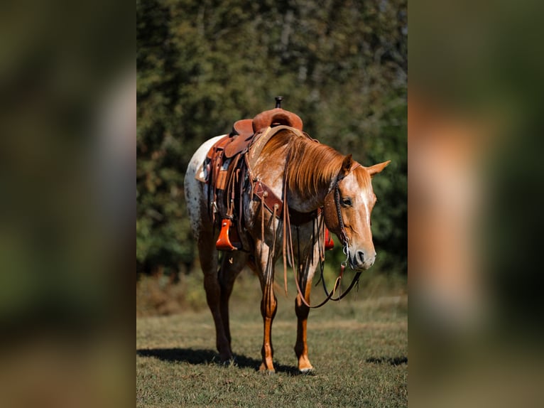 Appaloosa Merrie 8 Jaar 155 cm Donkere-vos in Santa Fe