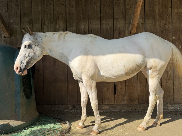 Appaloosa Mix Merrie 8 Jaar 155 cm Schimmel in Wernetshausen
