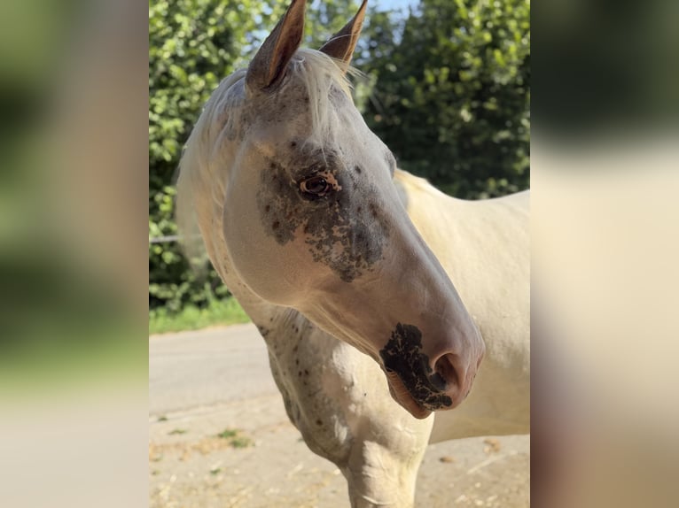 Appaloosa Mix Merrie 8 Jaar 155 cm Schimmel in Wernetshausen