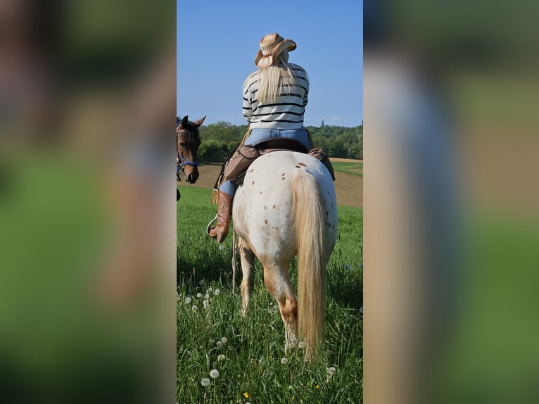 Appaloosa Merrie 9 Jaar 147 cm  in Sveta Ana